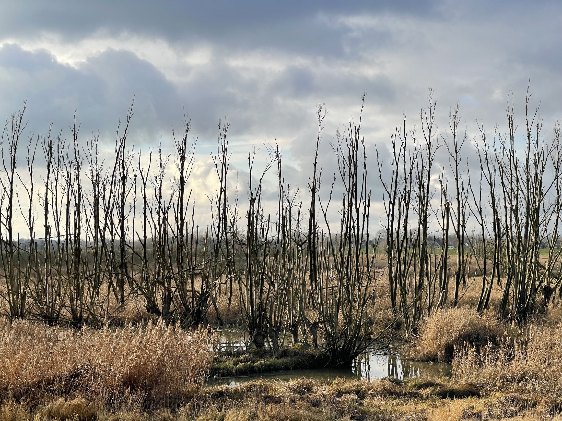 Kale wilgenstammen in een winters rietveld, met water eronder.